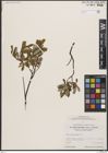 Foto von Salix brachycarpa Nutt.